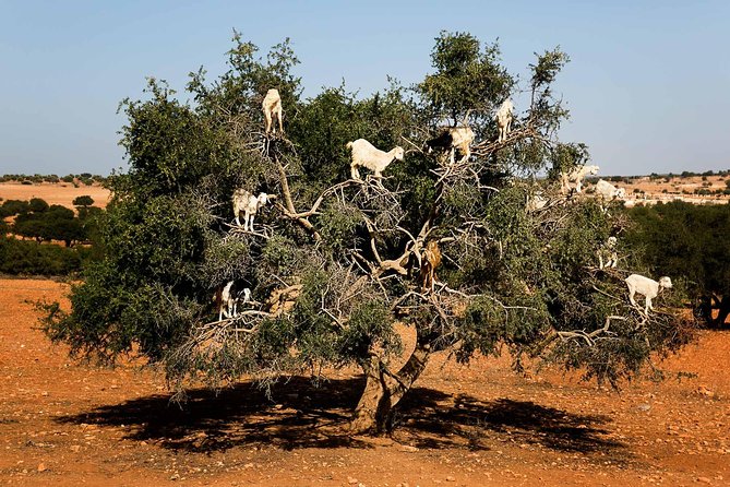 Marrakech Historical Day Trip to Essaouira - Price and Booking