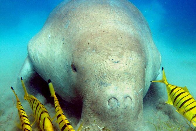Marsa Alam Dolphin Watching Boat Tour Ocean Encounters - Cancellation Policy