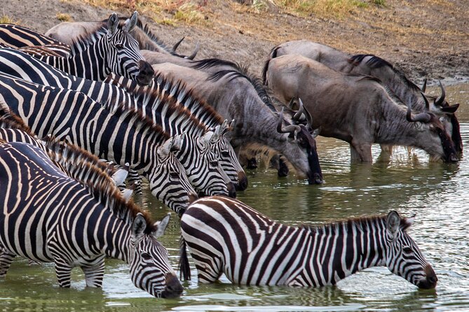 Masai Mara 3 Days 2 Nights - Booking and Payment Details