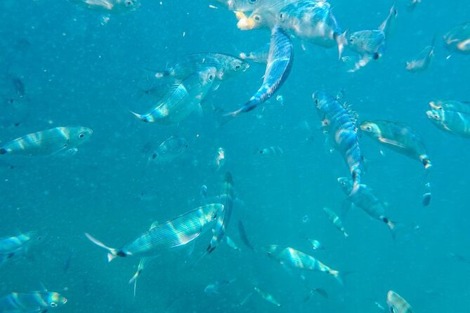 Medulin: Private Glass Bottom Boat Tour to Levan Island - Pricing Information