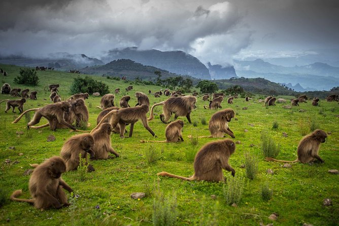 Menz Guassa Trekking 5 Days Tour Package - Inclusions and Exclusions