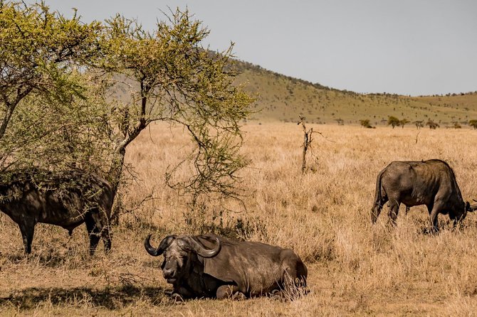 Mikumi Game Drive Safari - 2 Days - Customer Reviews and Testimonials