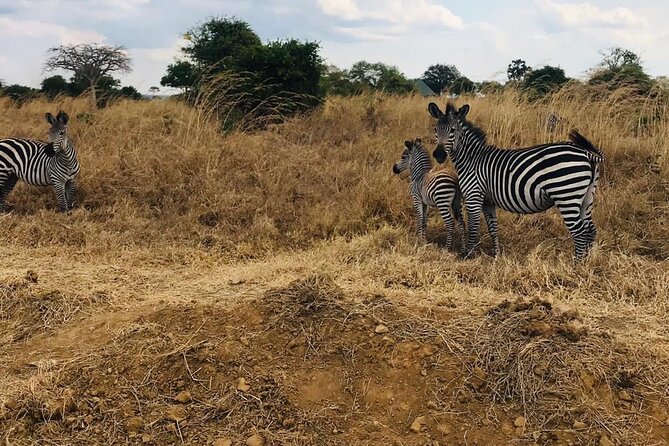 Mikumi National Park Day Trip From Dar Es Salaam Departure 3am - Private Tour Guide Details