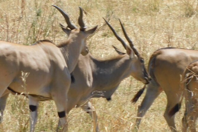 Mikumi National Park Day Trip Safari - Frequently Asked Questions