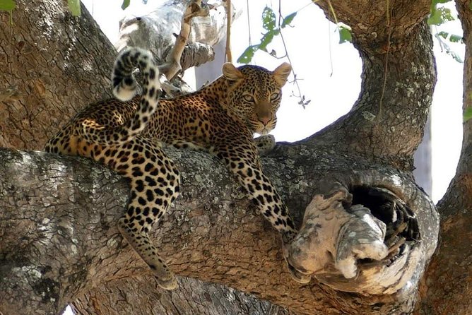 Mikumi National Park From Zanzibar 2 Nights 3 Days - Frequently Asked Questions