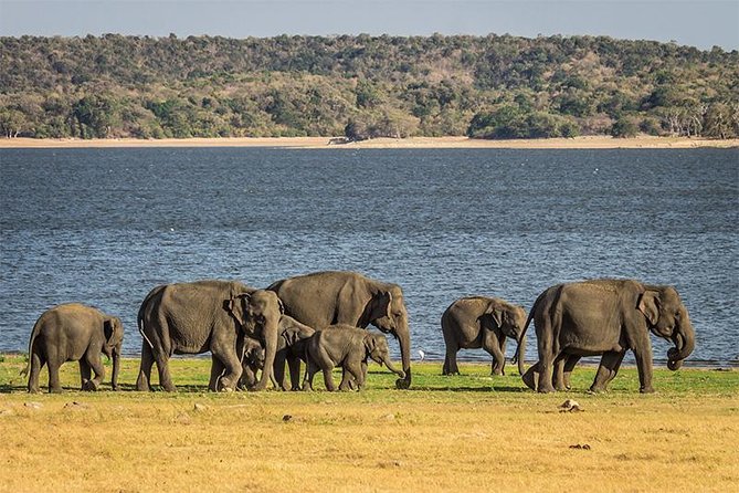 Minneriya National Park Private Jeep Safari From Habarana - Frequently Asked Questions