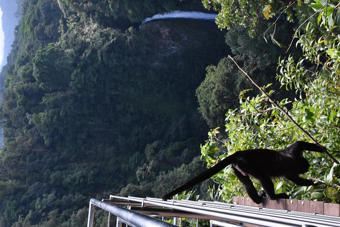 Mistico Park Hanging Bridges & La Fortuna Waterfall | Best Tours for Families - What To Expect