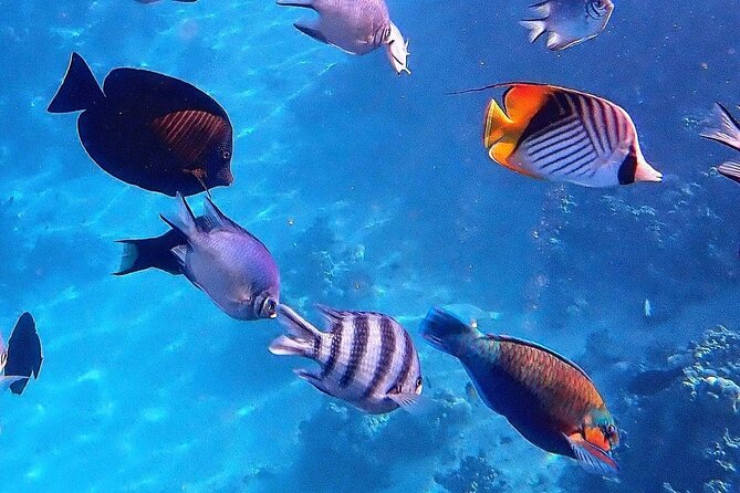 Mnemba Island Tour, Secret Garden, Spice Tour, Paje Beach, The Rock Restaurant - Cancellation Policy Details