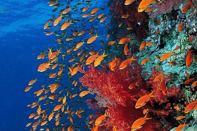Mnemba Island Tour; Spice Tour; The Rock Restaurant Zanzibar - Dining at The Rock Restaurant