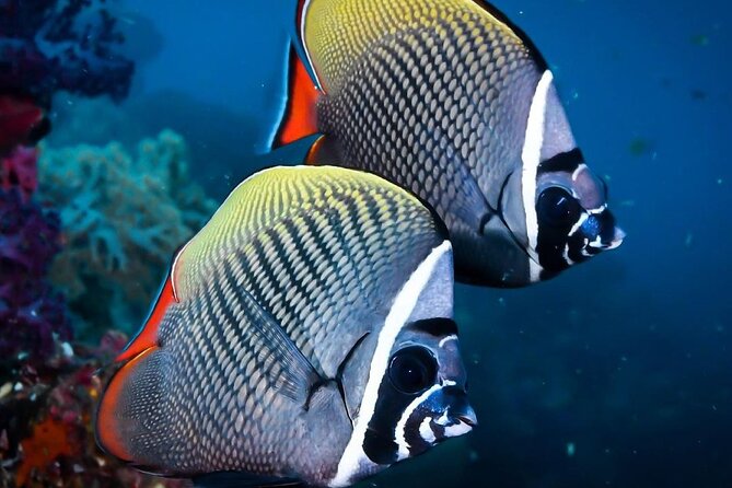 Mnemba Snorkeling Tour; Kuza Cave Tour; Paje Beach; The Rock Restaurant Zanzibar - Additional Information