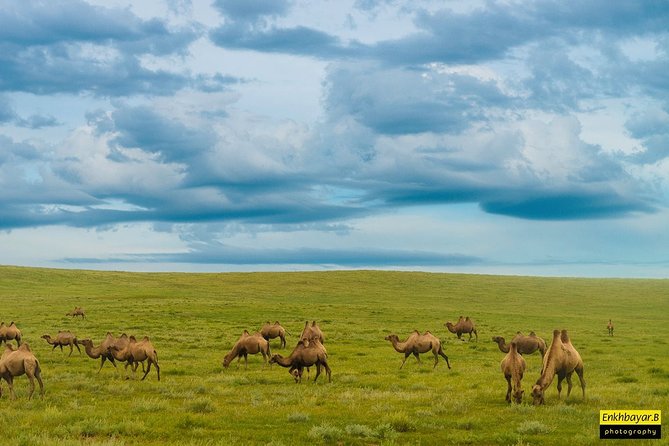 Mongolian Great Gobi Desert , Steppe & Safari Tour 10 Days - Booking Information