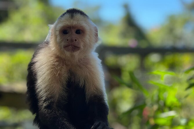 Monkeys and Sloths in Their Natural Habitat Roatan Eco Tour - Expert Guided Tour