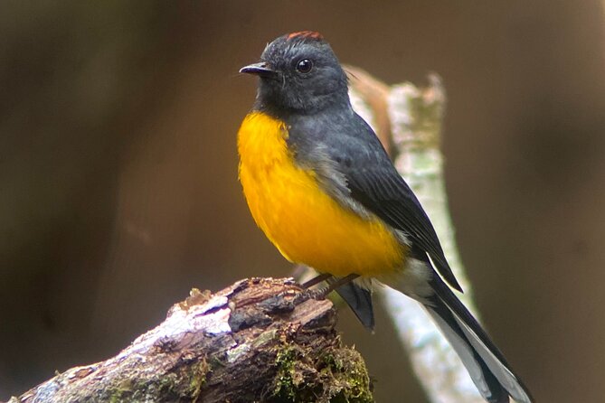 Monteverde Birdwatching Experience - Cancellation Policy and Flexibility