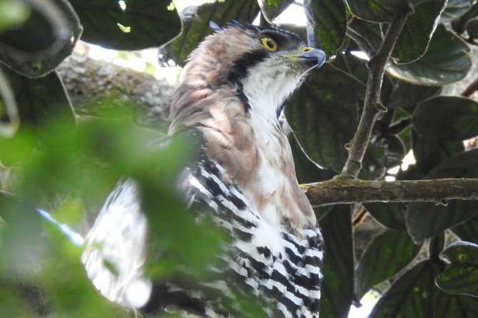 Monteverde Birdwatching Guided Tour - Reviews