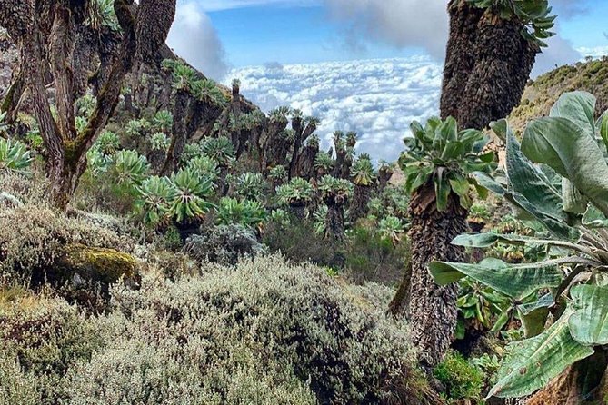 Mount Kilimanjaro Trekking - 6 Days Machame Route. - Packing List Essentials