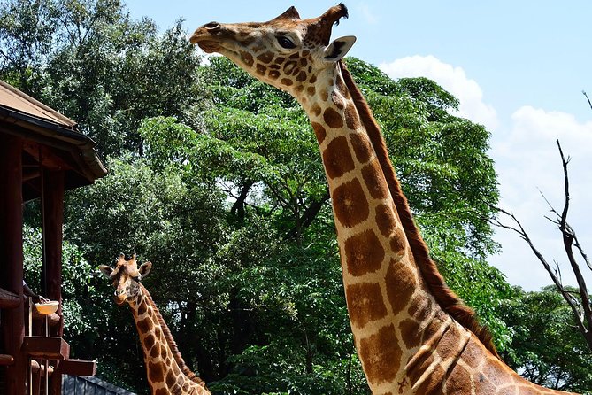 Nairobi Airport Layover to Giraffe Center & Elephant Orphanage - Pickup Information