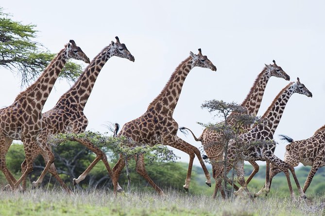 Nairobi Guided Day Tour to Giraffe Center & Elephant Orphanage - Meeting and Pickup