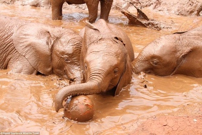 Nairobi Half Day Excursion - Participant Information