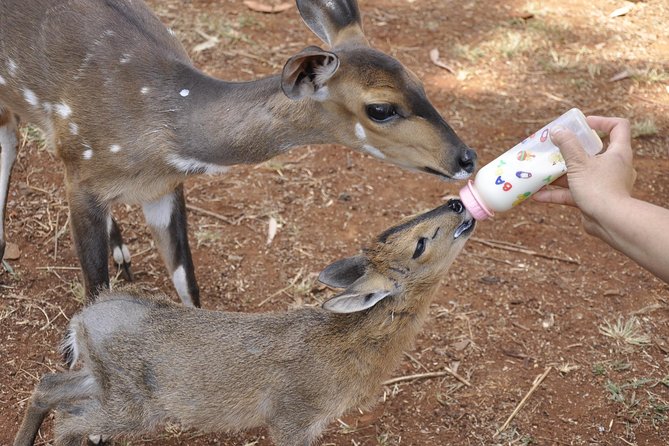 Nairobi Kenya Safari Zoo Family Tour - Booking Options and Pricing