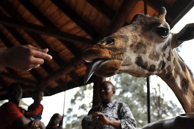 Nairobi Morning Safari/elephant Orphanage/giraffe Centre - Return to End Point and The Sum Up
