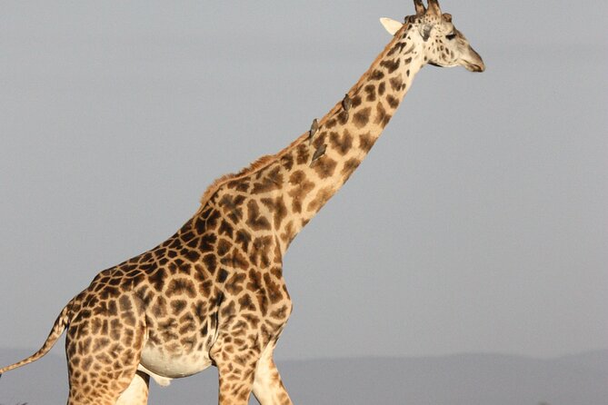Nairobi National Park and Giraffe Center Half Day Tour - Cancellation Policy Details
