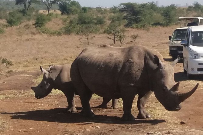 Nairobi National Park & Carnivore Restaurant Lunch or Dinner Guided Day Tour - Inclusions and Pricing