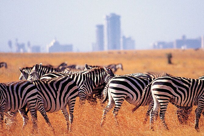 Nairobi Park Giraffe Center Beads Center And Karen Blixen Museum - Directions to Attractions