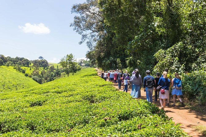 Nairobi to Kiambethu Tea Farm Tour - Cancellation Policy