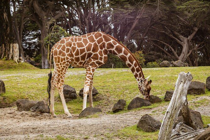 Nairobis Wild Heart: A Safari & Heritage Quest - Booking Information