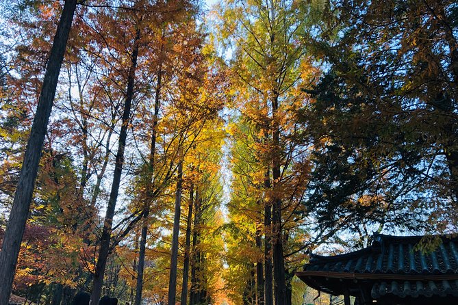 Nami Island+Alpaca+Gapyeong Rail Bike+Garden of Morning Calm - Reviews and Highlights