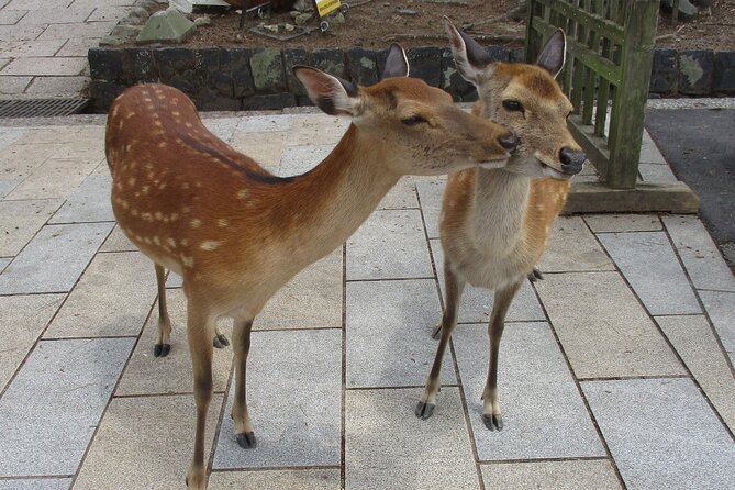Nara ITALIAN GUIDE, Shared Tour Giant Buddha, Deer in the City - Inclusions and Accessibility