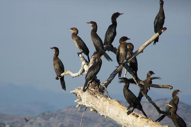 National Parks: Biogradska Gora and Skadar Lake Full-Day Tour - Maximum Travelers and Operator