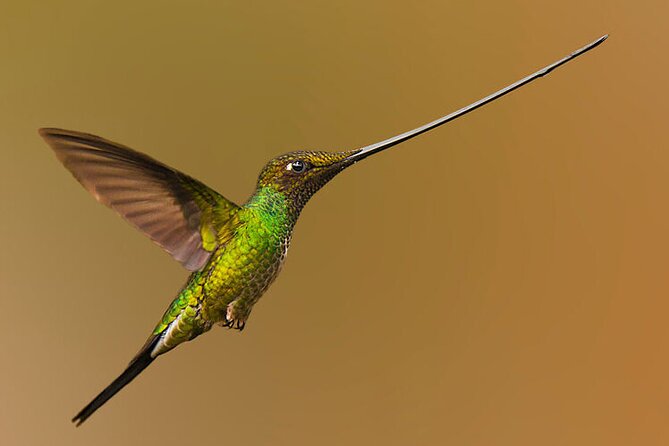 Nature and Birding Experience in Yanachocha Reserve - Transportation and Logistics