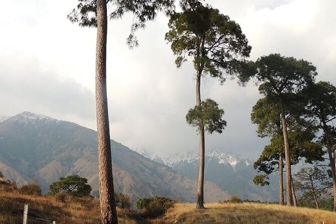 Nature Trek From Dharamshala - Flora and Fauna