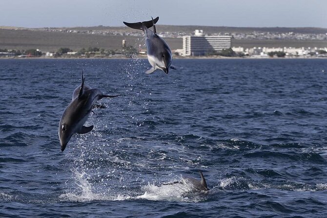 Nautical Tour and Dolphin Search in Puerto Madryn - Meeting Point Details