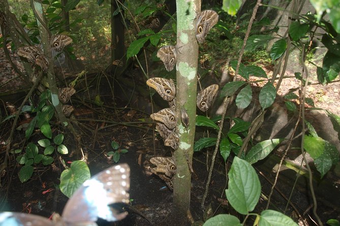 Neotropical Butterfly Park and Colakreek Full-Day Tour - Transportation Options