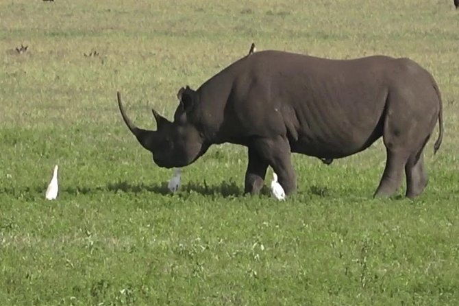 Ngorongoro Crater Day Trip Joining Safari From Arusha - Safety and Accessibility