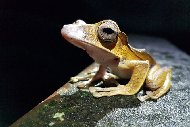 Night Frogs Tour at Kubah National Park - Booking Information and Pricing
