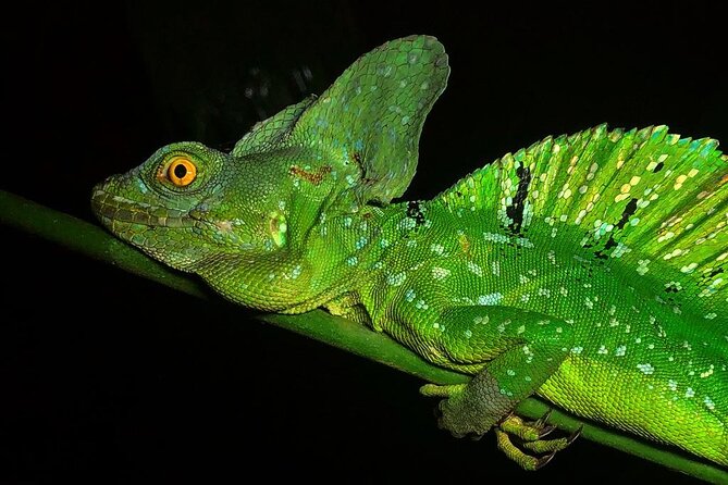 Night Walk Tour Guided - Biological Reserve - Whats Included in the Tour