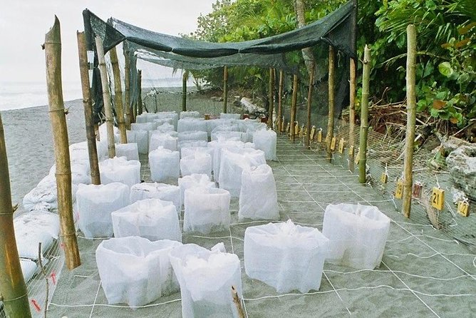 Nighttime Sea Turtle Watching - Traveler Requirements and Cancellation Policy