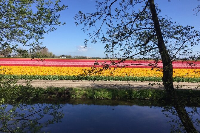 Noord Hollands Private Tulip Tour - Tour Details
