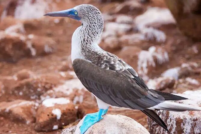 North Seymour Island Day Tour With Snorkeling - Itinerary Details