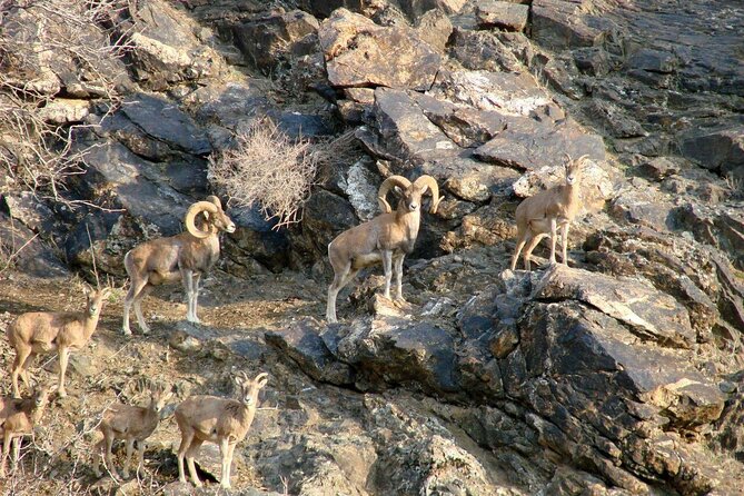 Nurata Mountain 3 Day Private Rural Tour From Samarkand or Bukhara - Language Options