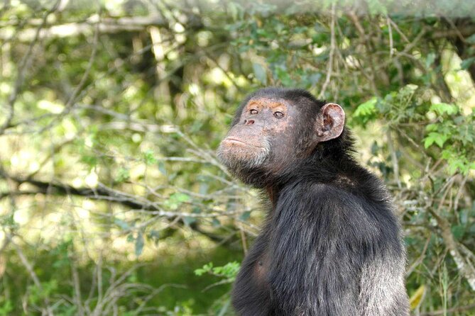 Ol Pejeta Conservancy & Chimpanzee Sanctuary Full Day Tour - Pricing Information