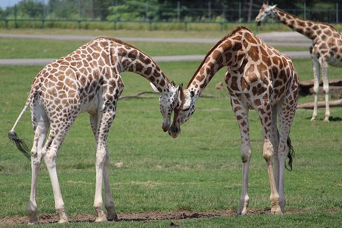 Ol Pejeta Conservancy Guided Day Tour From Nairobi - What To Expect
