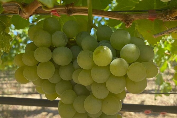 Olive and Wine 3-hour Trip PRIVATE - Pickup: Closest Point to Chania Hotels