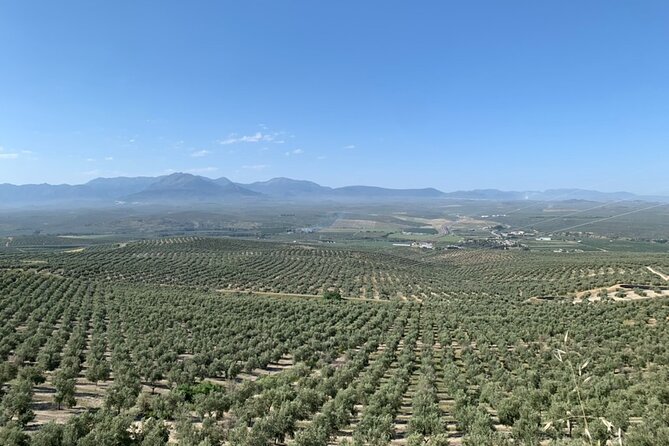Olive Oil Tasting With O75 in Córdoba, Spain - Experience Highlights