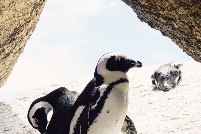 One Day Cape of Good and Penguin Colony Expedition From Cape Town - Cancellation Policy