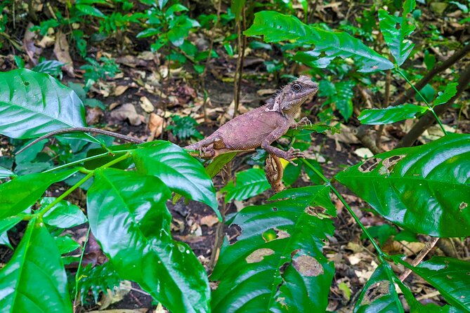 One Day Trekking Cat Ba National Park - Pickup and Start Time