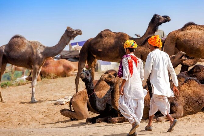 One Way Transfer From Jaipur To Pushkar in AC Vehicle With Lunch - Additional Information